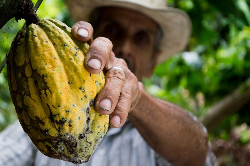 Apindo: Ekspor kakao RI ke Uni Eropa kalah dari Pantai Gading