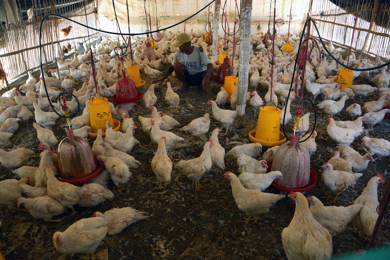 Sepanjang 2019, peternak ayam mandiri rugi Rp2 triliun lebih