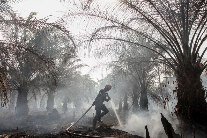 Bank Dunia: Kerugian akibat kebakaran hutan Indonesia capai Rp72,95 T