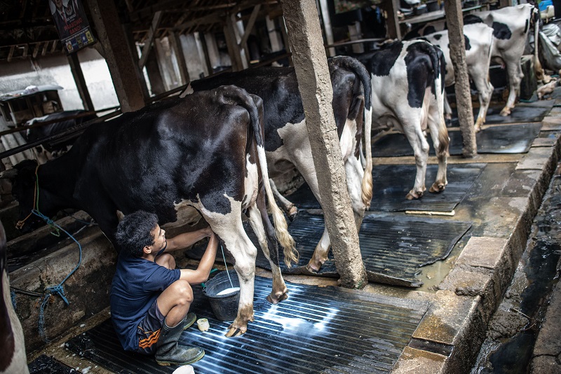 Indonesia defisit susu 7,5 juta liter per tahun