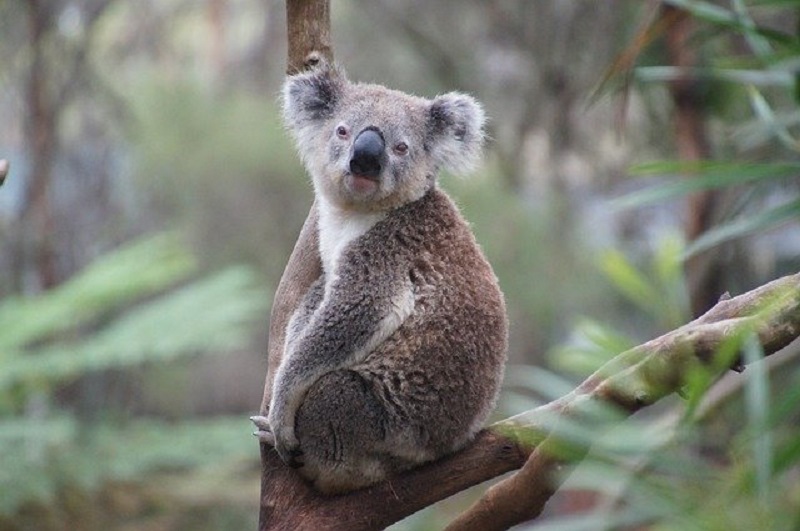 30% koala di New South Wales mati akibat kebakaran hutan