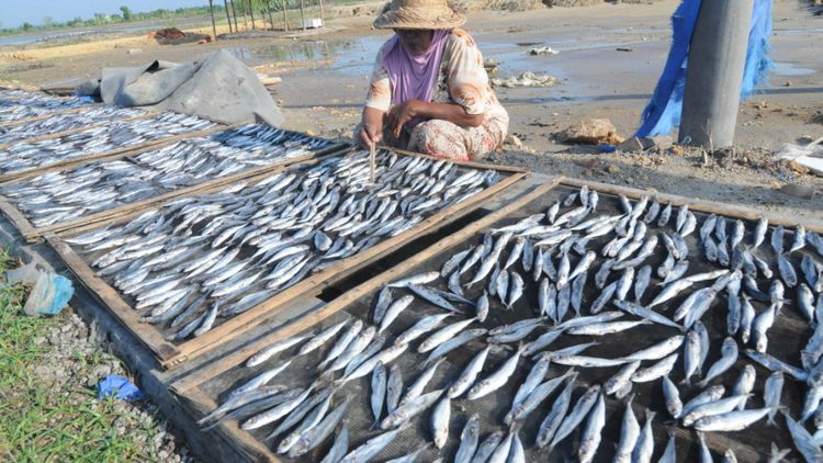 Jokowi imbau makan ikan, nelayan menjerit kesulitan