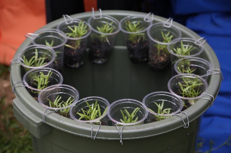 Budikdamber, Berkebun Dan Budi Daya Ikan Di Lahan Terbatas