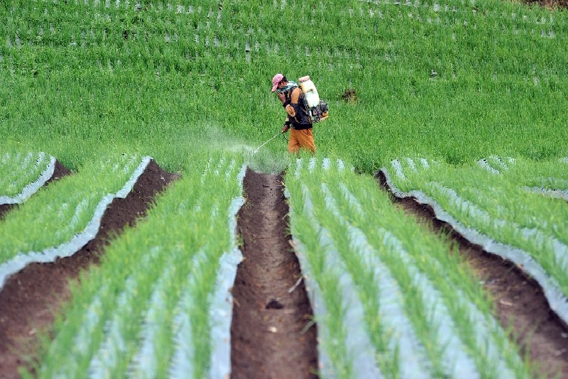 BPS: Nilai tukar petani Juli naik 0,49%