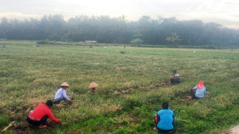 Kulon Progo mulai budi daya bawang merah ramah lingkungan