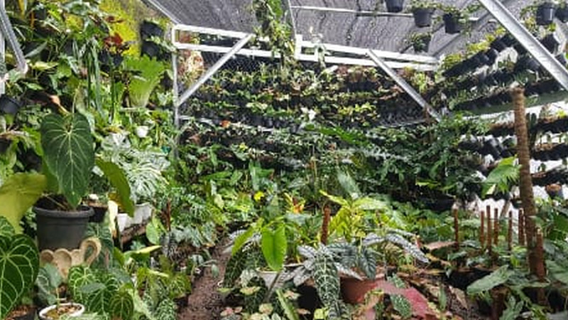 'Seumur jagung', bisnis florikultura Bogor tembus pasar ekspor