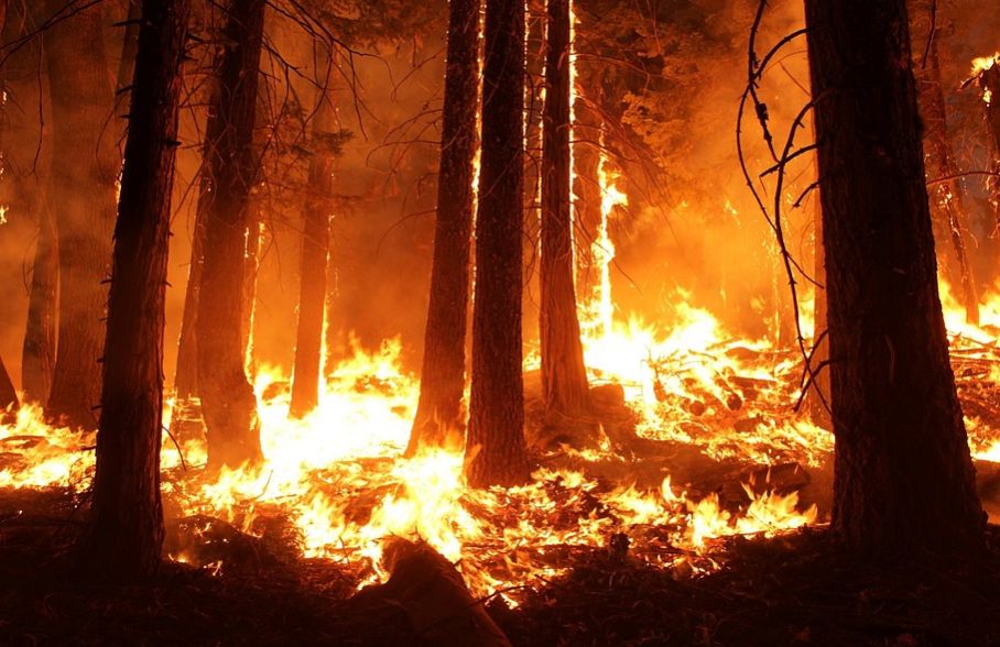 California berlakukan keadaan darurat kebakaran hutan