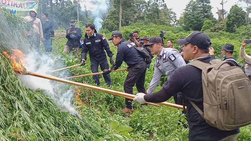 Polri musnahkan 10 hektare ladang ganja di Aceh Besar