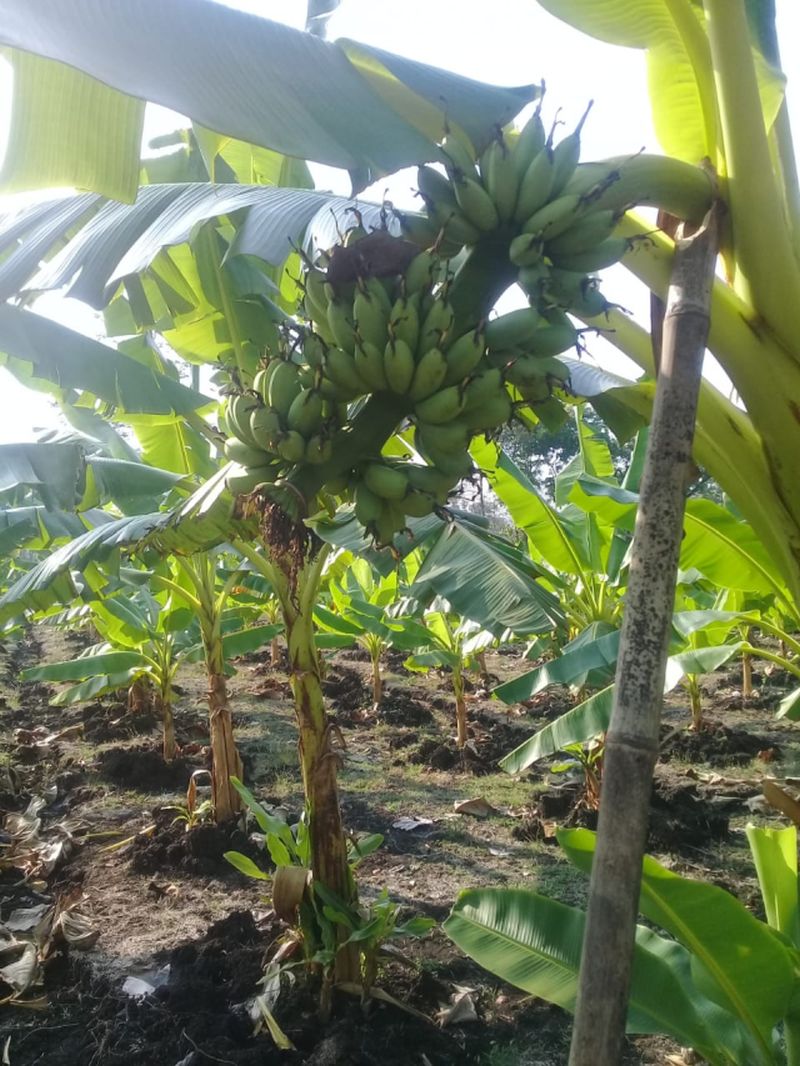 Kementan yakini pisang mas kirana Gunung Kidul tembus eskpor