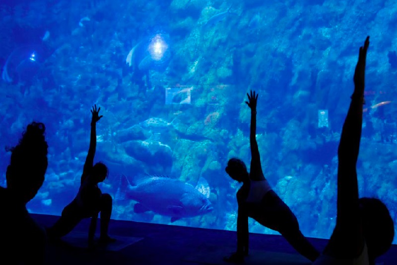 Yoga akuarium, persembahan terbaru Hong Kong Ocean Park