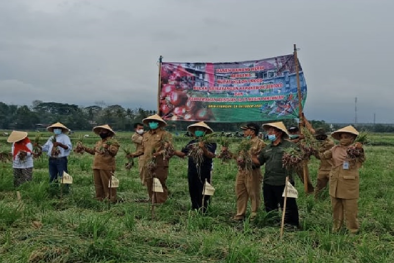 Kementan dorong korporasi petani bawang merah di Kulon Progo