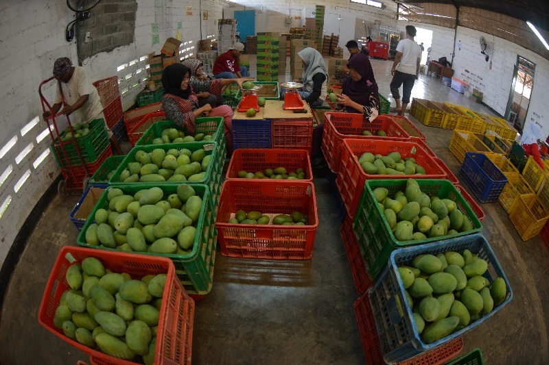 Tren produksi buah-buahan lokal meningkat  