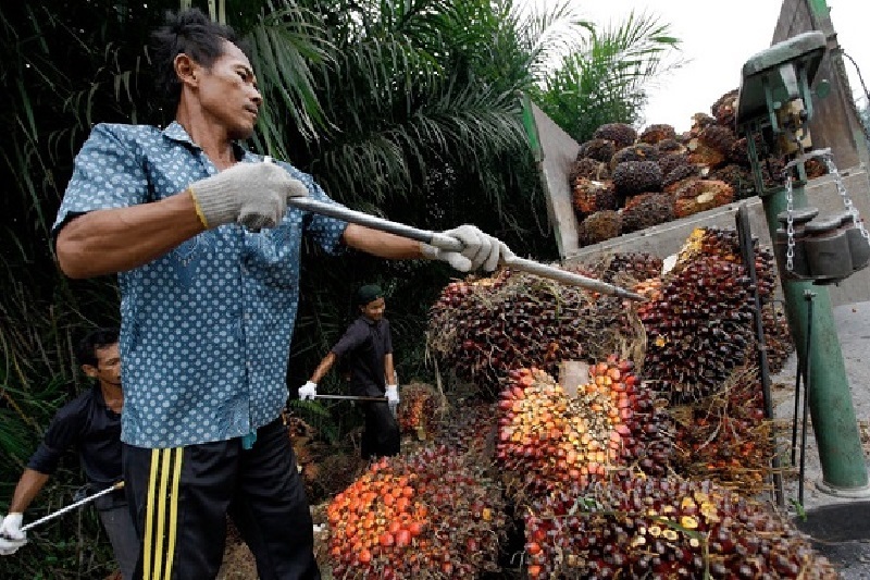 Produksi minyak sawit Indonesia telah menunjukkan pemulihan