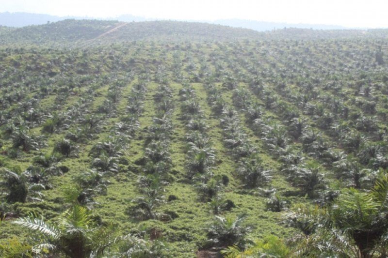 Indonesia menyumbang 53% dari budi daya kelapa sawit dunia