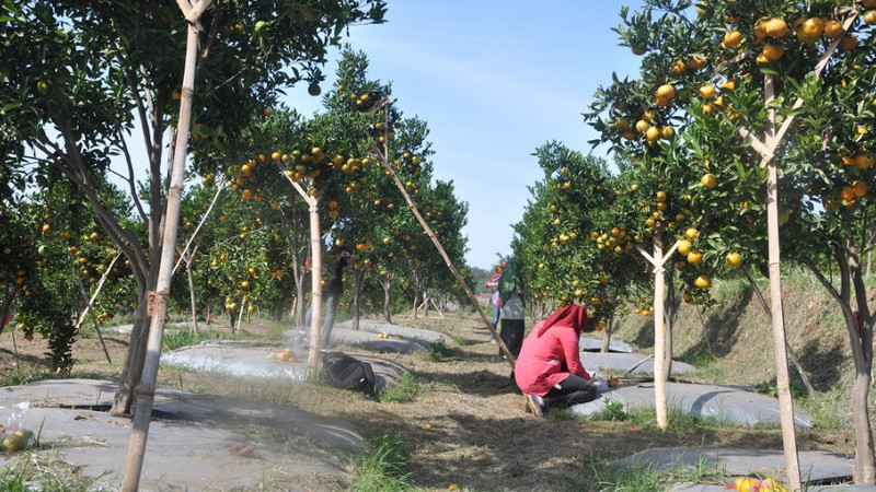 Integrasi TSP Balitjestro-agroeduwisata topang ekonomi bangsa