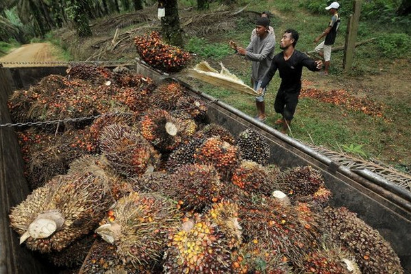 Soal sawit, Indonesia akan lebih <i>offensive</i> hadapi Eropa