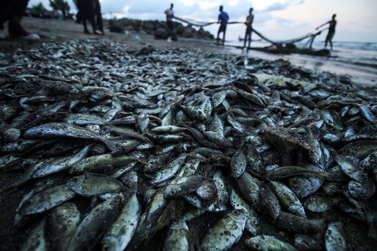 KKP bakal ubah kesan miskin kampung nelayan jadi lebih maju