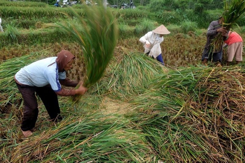 Gubernur DKI Anies Baswedan panen padi di Cilacap