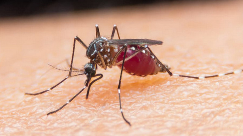 Belasan kepala daerah terima sertifikat eliminasi malaria Kemenkes