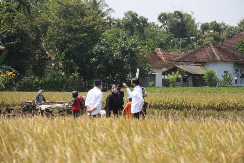 Presiden Jokowi tinjau panen raya padi di Kabupaten Malang