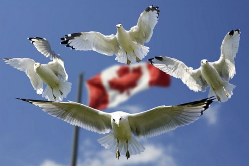 Kanada umumkan Gubernur Jenderal pribumi pertamanya
