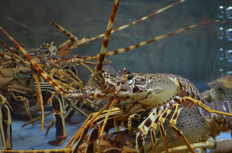 Regulasi lobster: Beri asuransi hingga pinjaman modal bagi pembudidaya