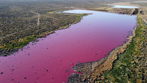 Warna danau di Argentina berubah menjadi <i>pink</i> 