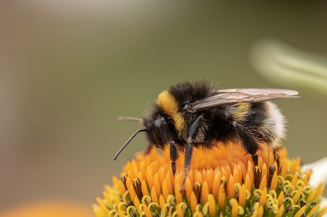 Studi, kafein dapat membantu penyerbukan lebah lebih efektif