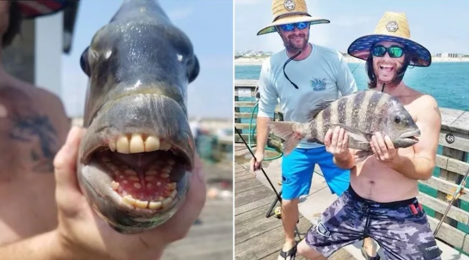 Ikan dengan 'gigi manusia',  ditangkap