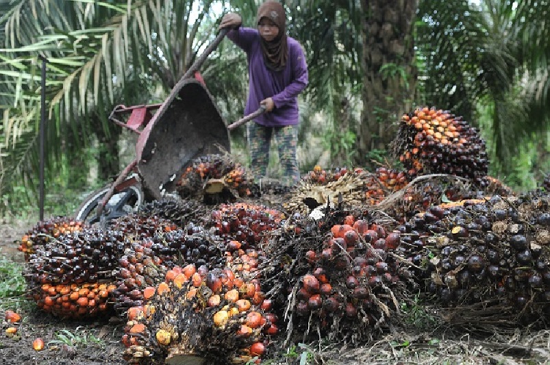  Ekspor CPO dari Papua ke India capai 20.200 ton di 2021
