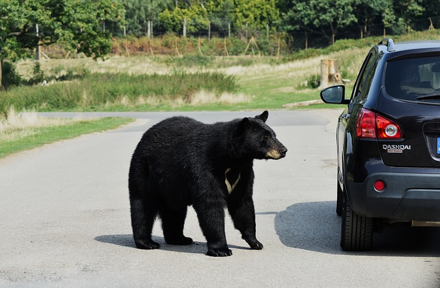 Seekor beruang masuk ke delapan mobil mencari makanan
