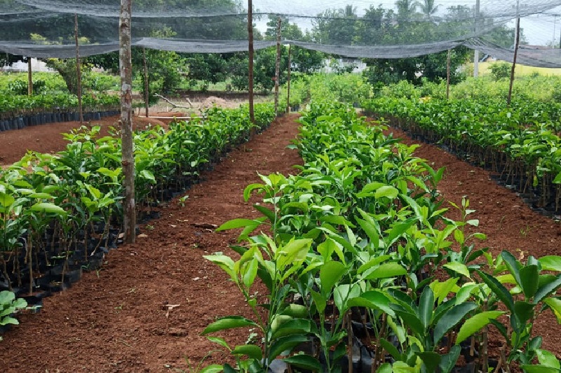 BPN: Luas lahan hortikultura baru 1 juta hektare