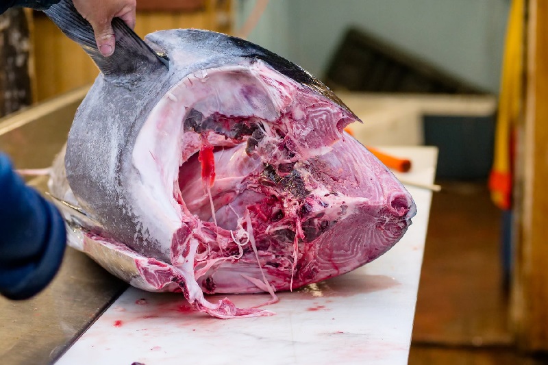 Pemerintah Kolombia gagalkan perdagangan ilegal 3.493 sirip hiu ke Hong Kong
