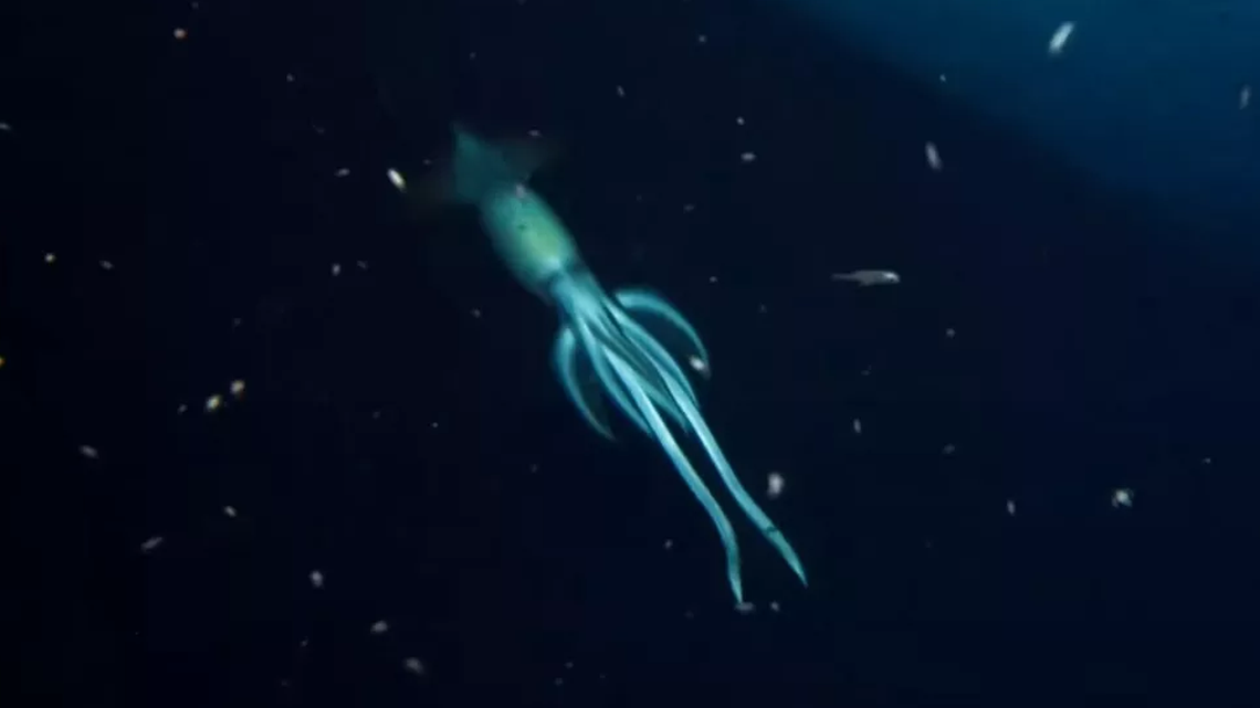 Makhluk laut raksasa misterius mengejutkan penjelajah