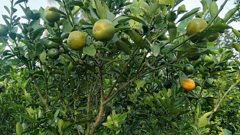 Kit dePat, invensi Balitbangtan untuk deteksi HLB pada tanaman jeruk