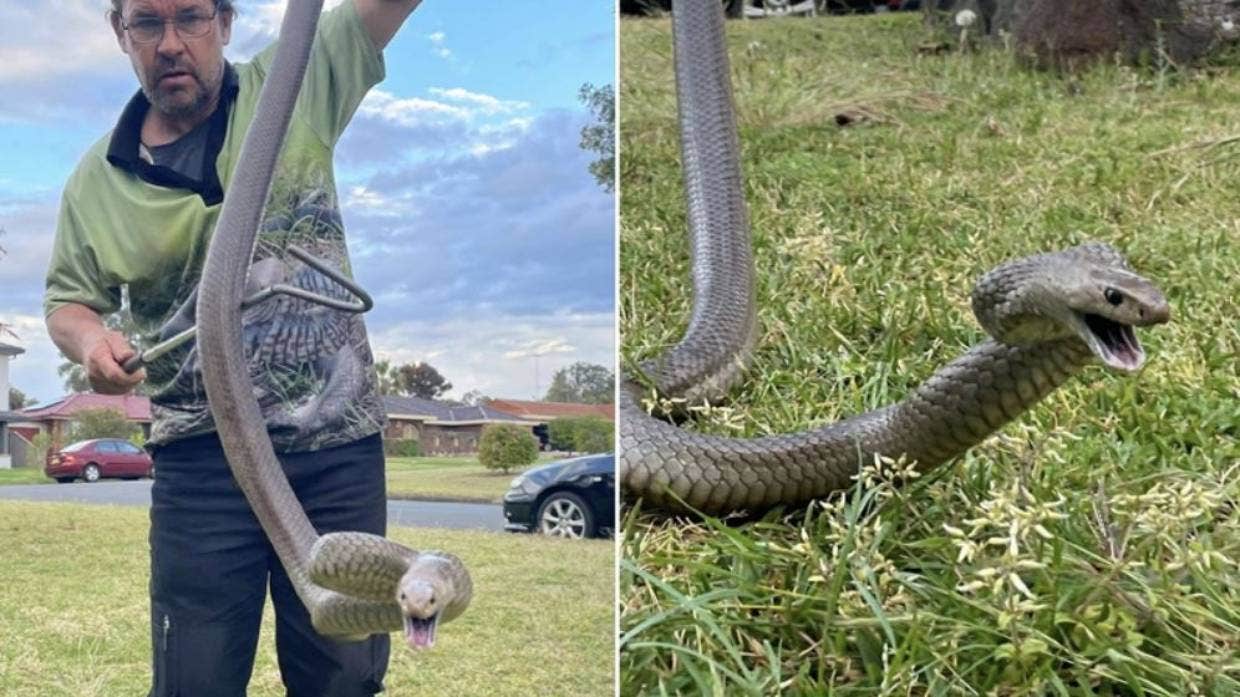 Para ahli melihat ledakan ular gemuk dan berbisa di Australia