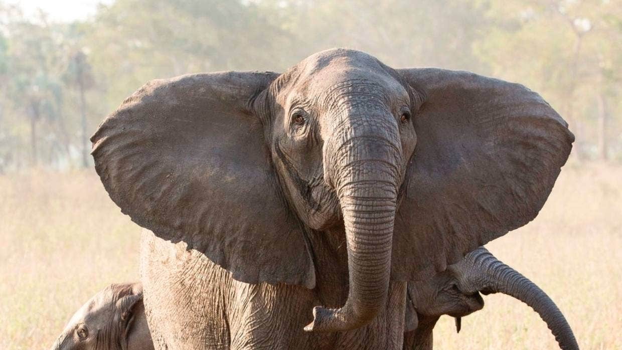 Gajah berevolusi menjadi 'tanpa gading' setelah perburuan ilegal berpuluh-puluh tahun