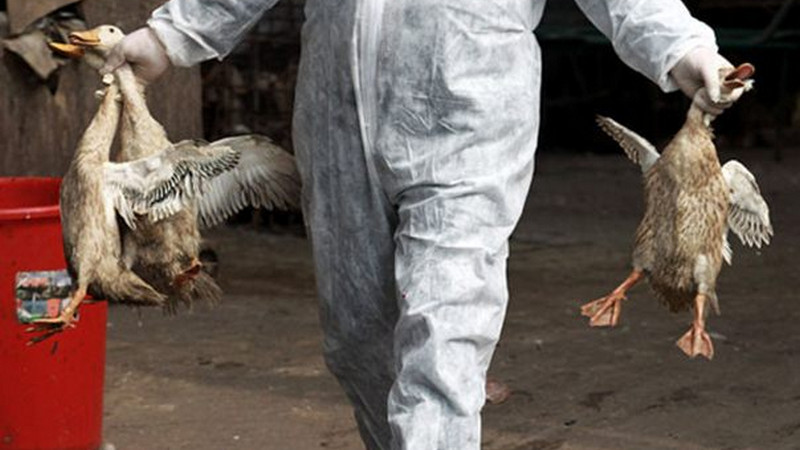 Menular ke manusia, Asia dan Eropa waspadai persebaran flu burung