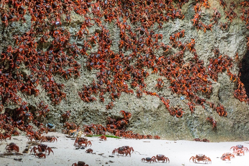 Christmas Island dipenuhi migrasi jutaan kepiting merah