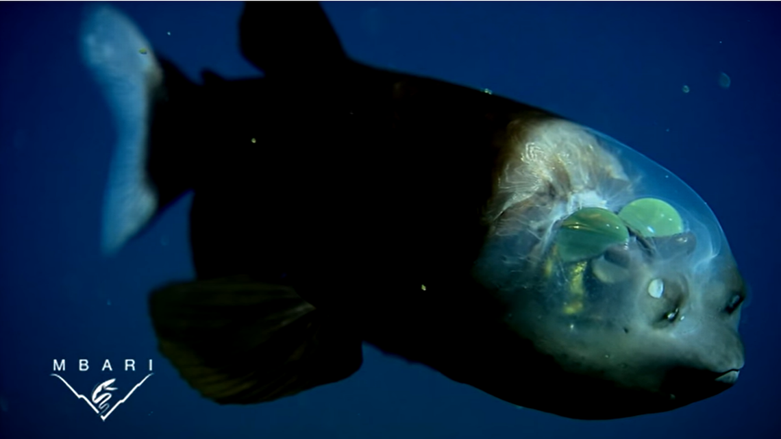 Ketika para peneliti menemukan ikan aneh, kulit kepalanya transparan