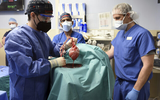 Pertama di dunia,  ahli bedah mentransplantasikan jantung babi ke manusia