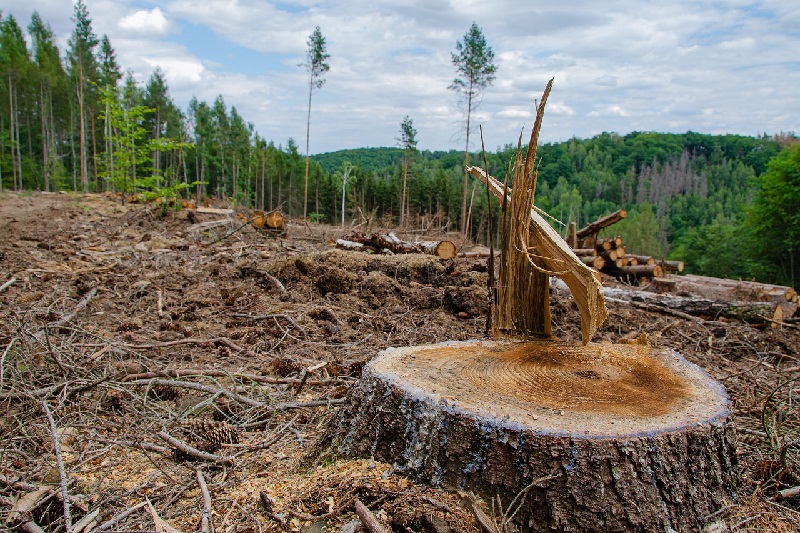  CDP: Laju deforestasi di Indonesia menurun hingga 75%