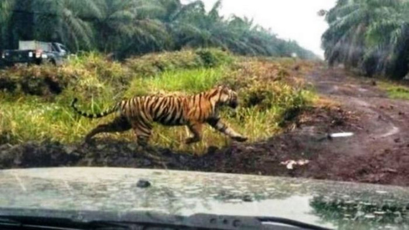 Korban harimau bertambah, Presiden didesak cabut izin konsesi di Kerumutan