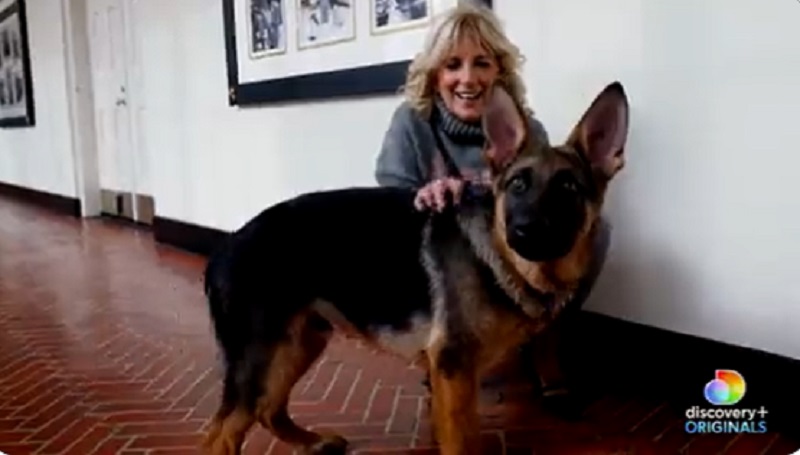 Anjing piaraan Presiden Joe Biden akan debut di acara TV Puppy Bowl