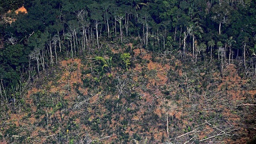 Angka deforestasi di hutan Amazon catat rekor tertinggi pada Januari
