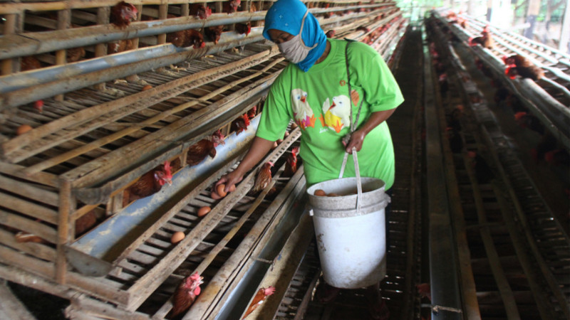 Nasibnya makin nahas, peternak ayam di Kediri nekat bakar kandang