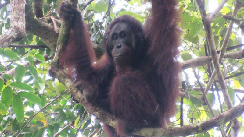Bangun IKN, pemerintah klaim akan melindungi orangutan