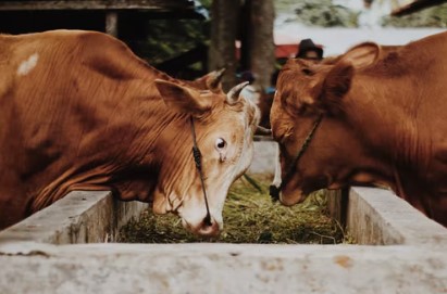 Pemprov Kaltim gencarkan peternakan sapi penuhi kebutuhan daging