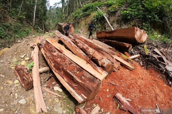 IPW desak Polda Jateng selidiki illegal logging di Perhutani Welahan