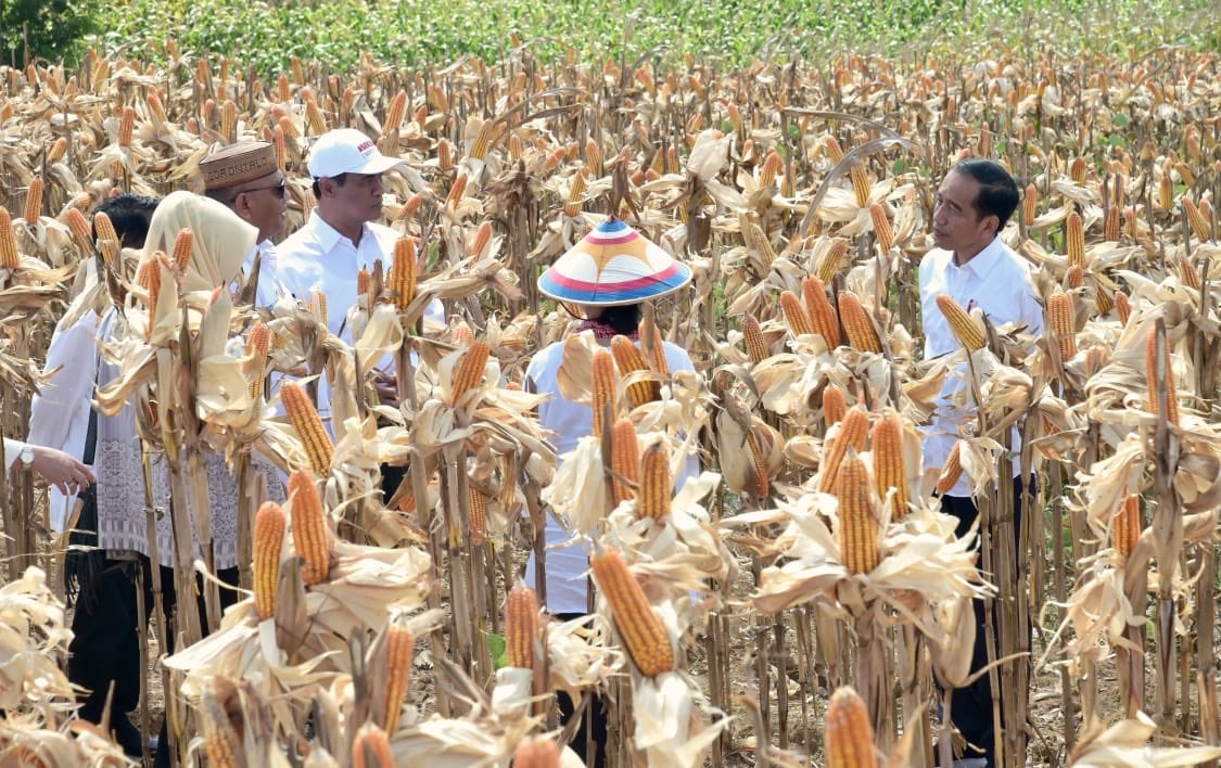Jokowi minta menteri tingkatkan produktivitas sektor pangan dan energi